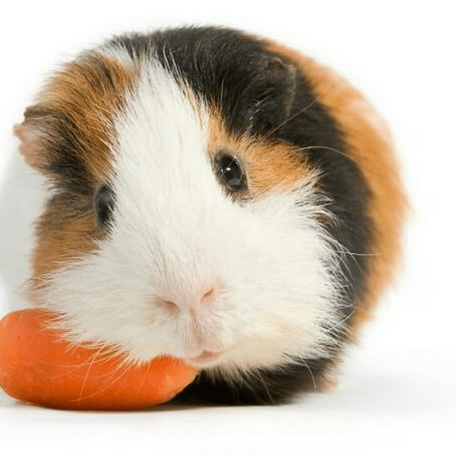 Adorable Guinea Pig Puns