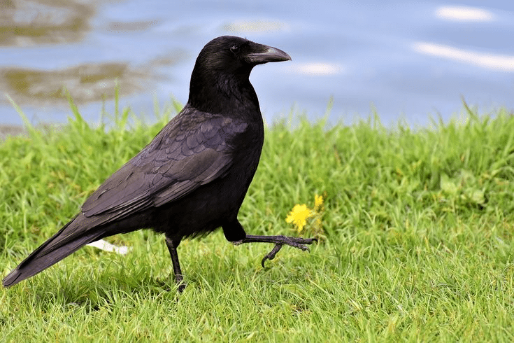 Crow Puns to Share With Friends