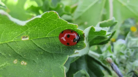 Ladybug Puns to Brighten Your Garden