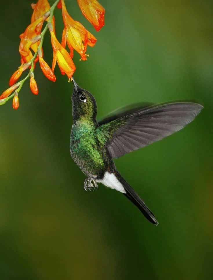 Hummingbird