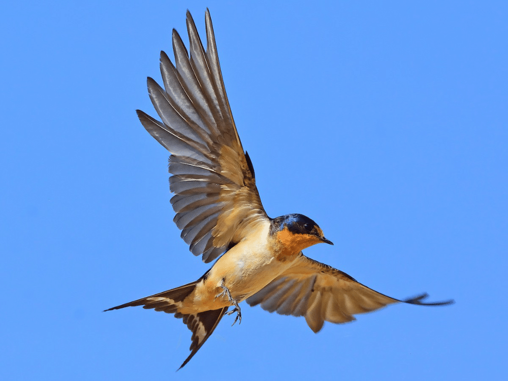 1. Winged Wonders: Swallow Puns to Make You Laugh