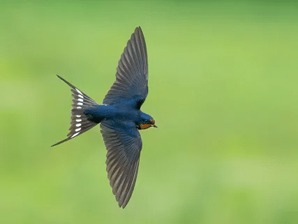 2. The Sky’s the Limit: 20 Swallow Puns for High-Flying Fun