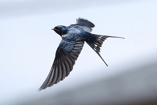 2. Feathered Friends: 20 Swallow Puns You Can’t Miss