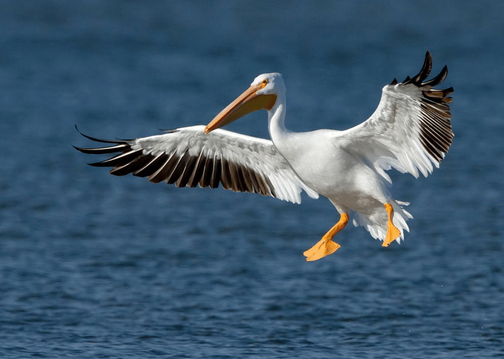 Soaring High with Pelican Humor